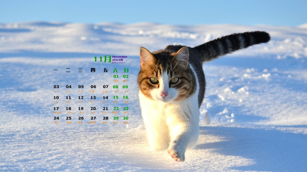 2014年11月日历桌面壁纸精选可爱萌宠小猫高清图片