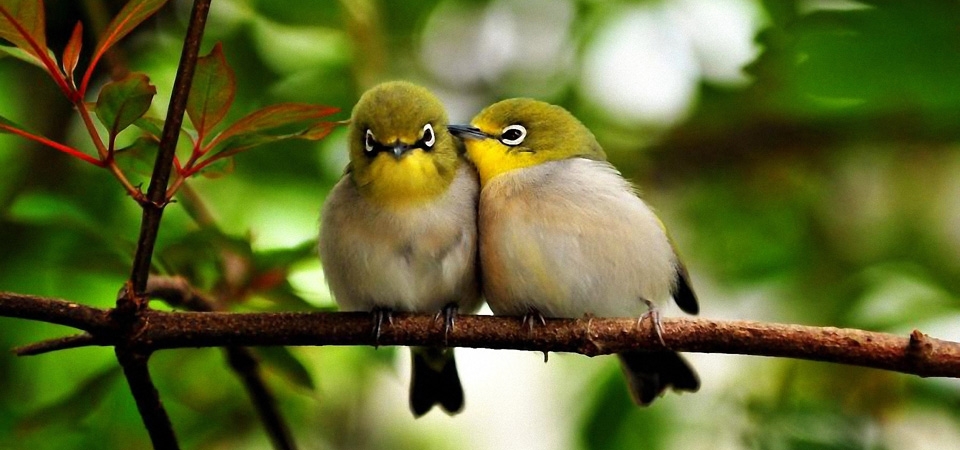 两只鸟儿交谈,树枝,树叶,可爱鸟儿桌面壁纸