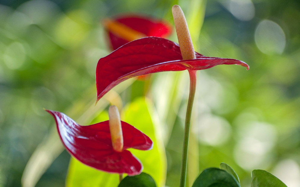 奇异花朵红掌桌面壁纸