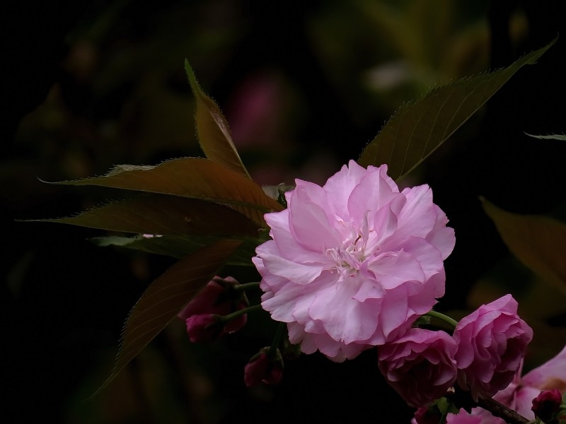 典雅芬芳的樱花图片