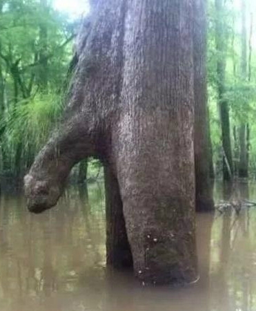 一棵不正经的树 ????