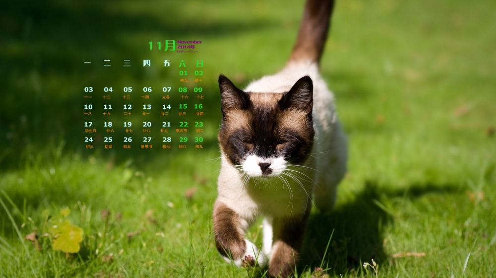 2014年11月日历桌面壁纸精选可爱萌宠小猫高清图片