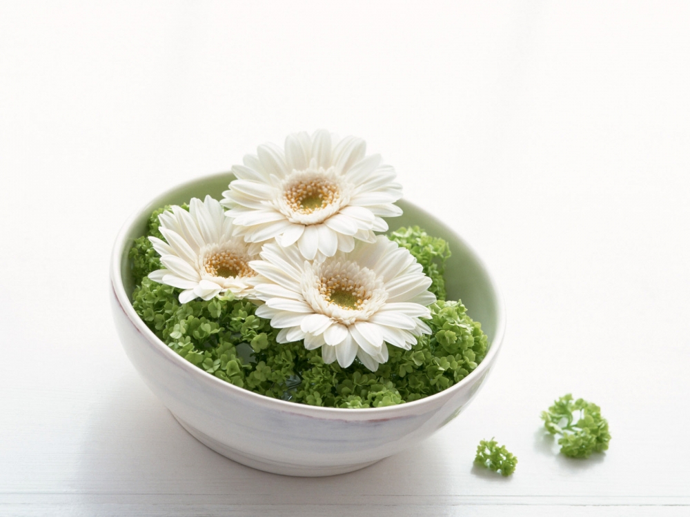 室内花 第一辑