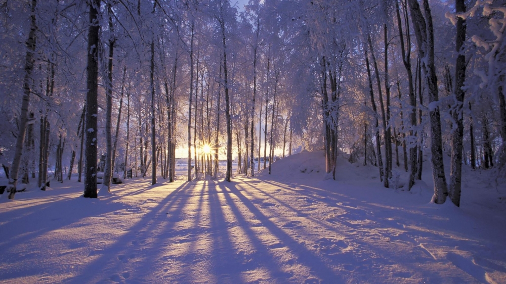 日出树林浪漫雪景电脑壁纸