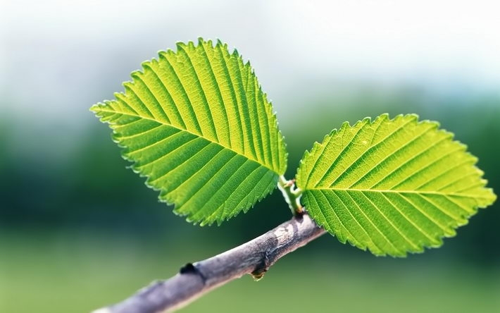 高清植物桌面壁纸 1920X1200【31P】