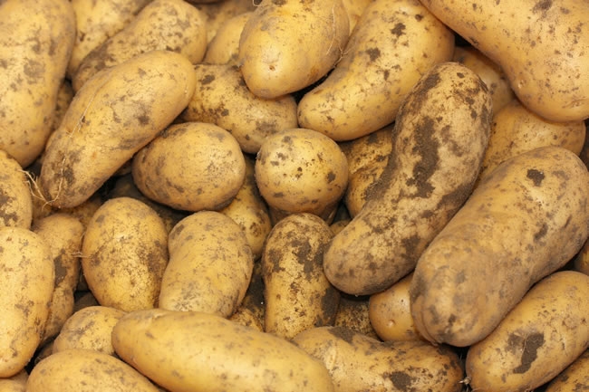 新鲜大土豆高清图片
