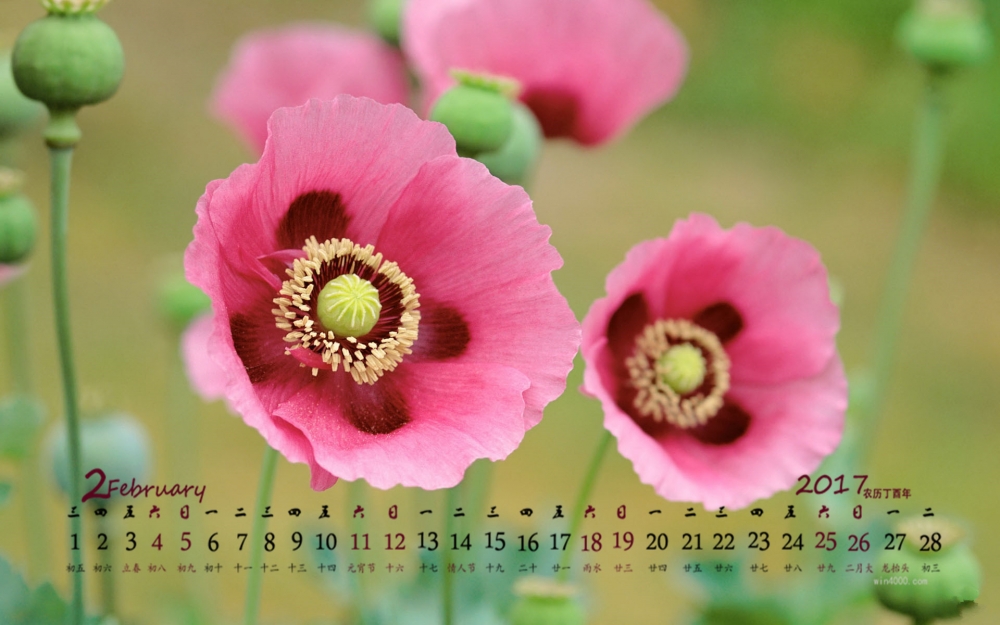 2017年2月植物花朵高清桌面日历壁纸
