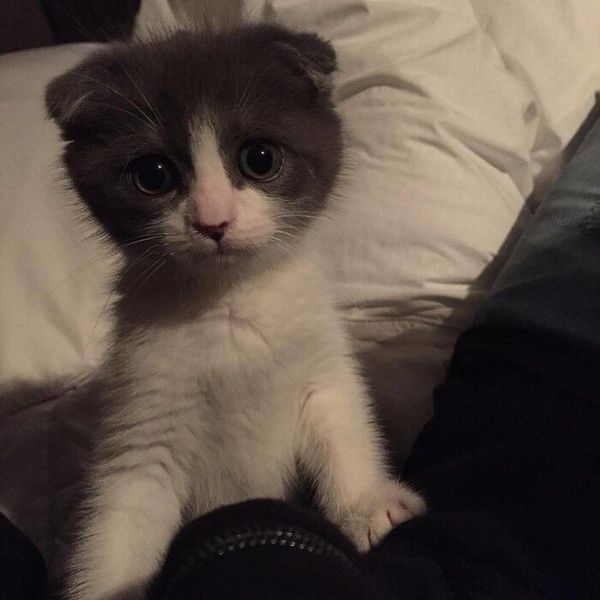 论猫性