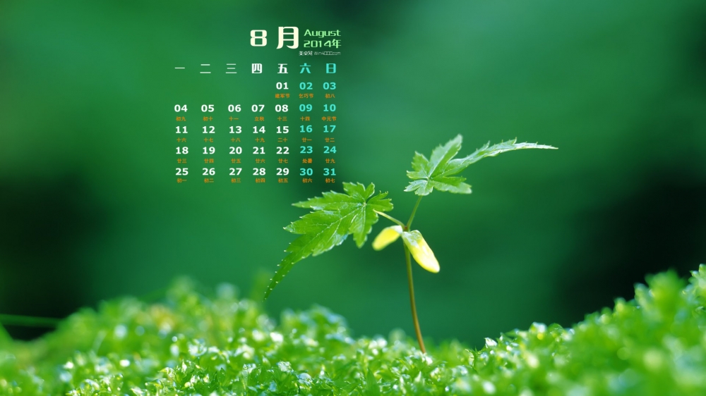 2014年8月日历桌面壁纸清新的养眼绿色嫩芽图片