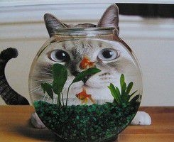 喜欢猫猫的戳进来了