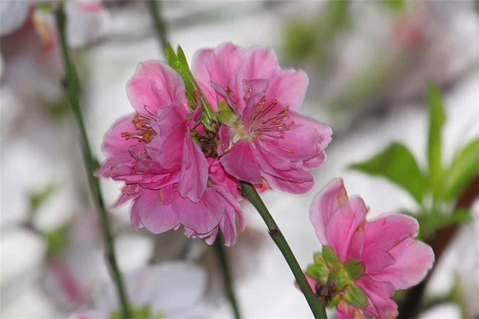 微距摄影漂亮的桃花高清花卉图片