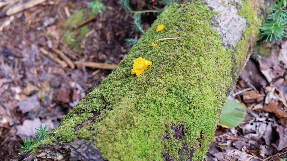 绿色苔藓植物图片
