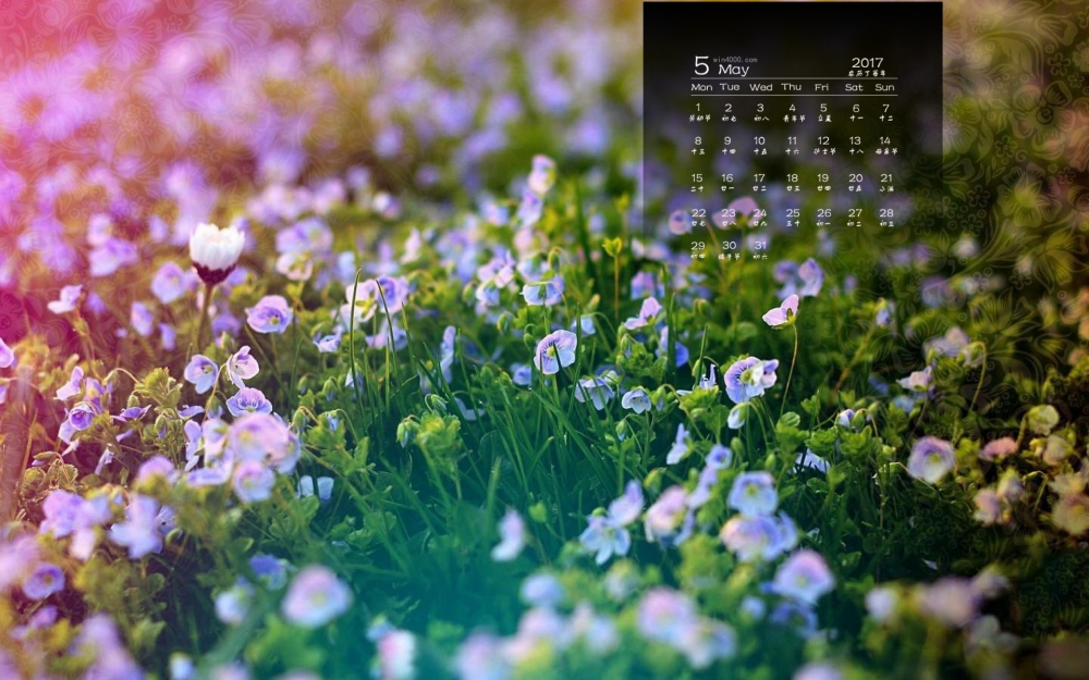 2017年5月清新唯美植物花卉日历壁纸