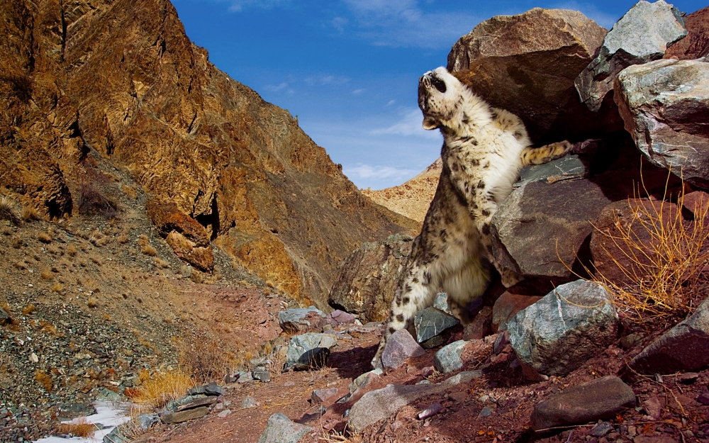 Snow Leopard自带 第二辑