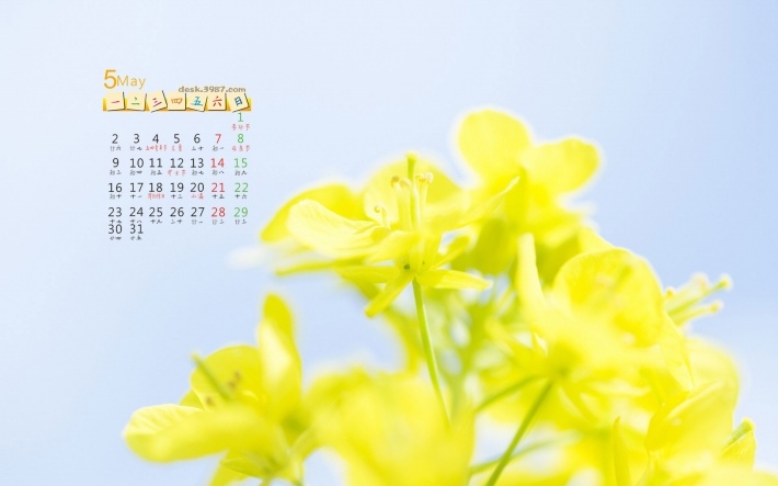 2016年五月日历鲜花高清壁纸