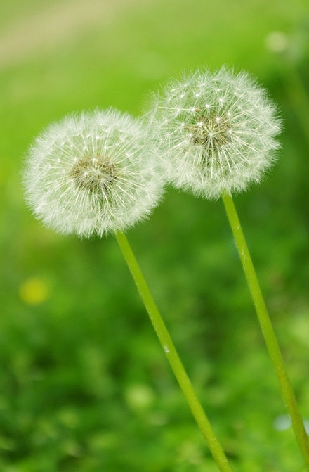 自由飞翔    唯美蒲公英小清新图片