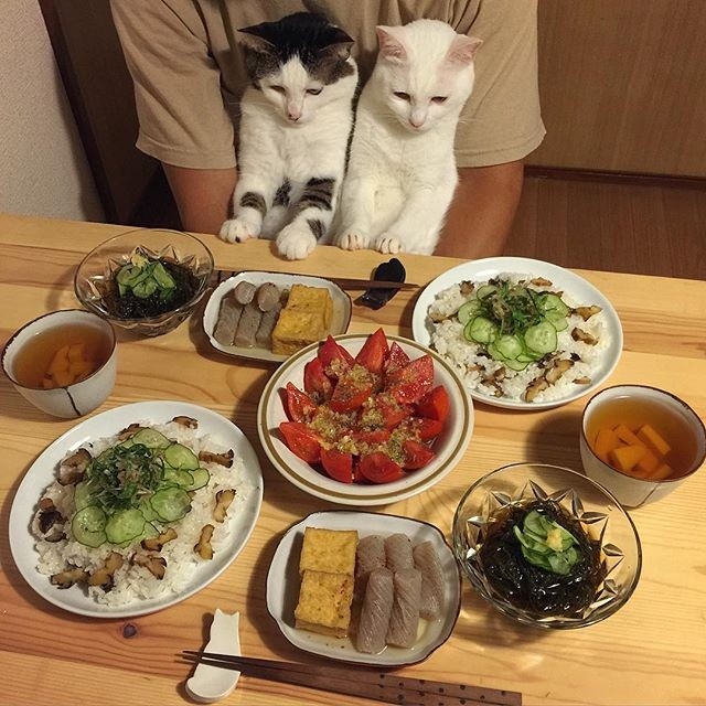 路遇：喵星人也想吃