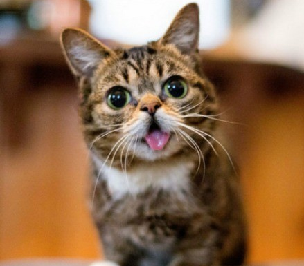 臭脸猫>^ω^
