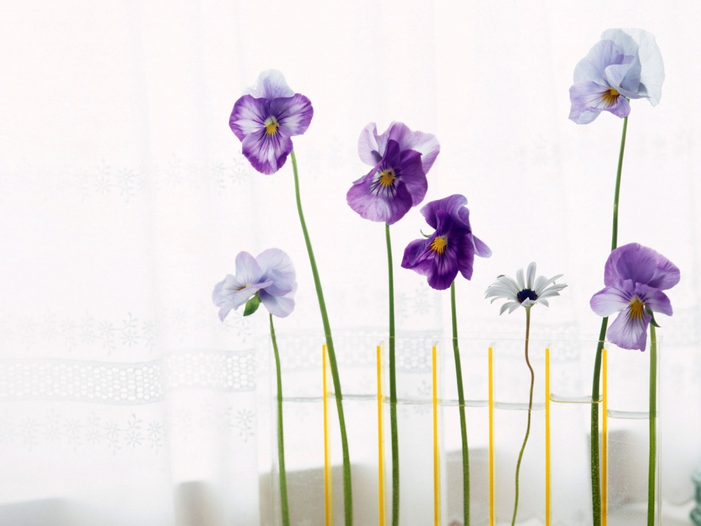 室内花 第一辑
