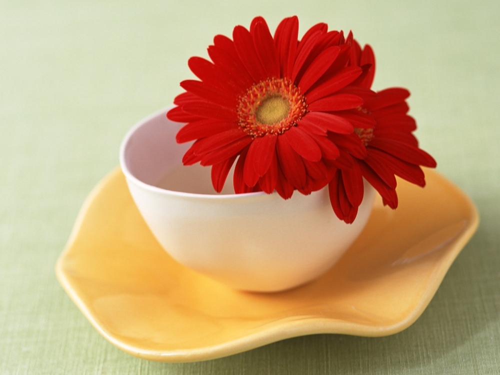 室内花 第七辑