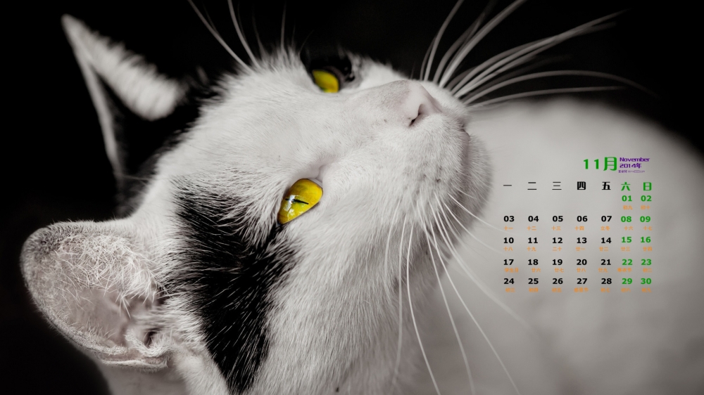 2014年11月日历桌面壁纸精选可爱萌宠小猫高清图片