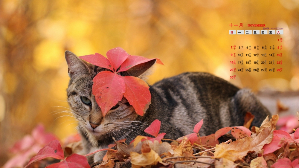 2014年11月日历桌面壁纸精选可爱萌宠小猫高清图片