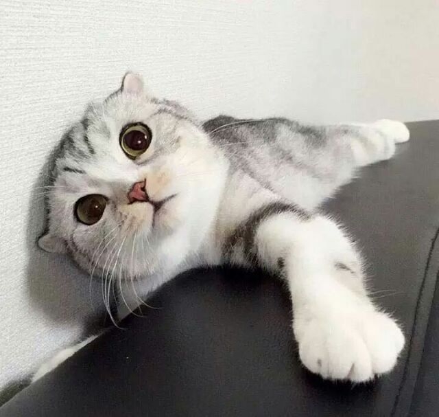早安 喵