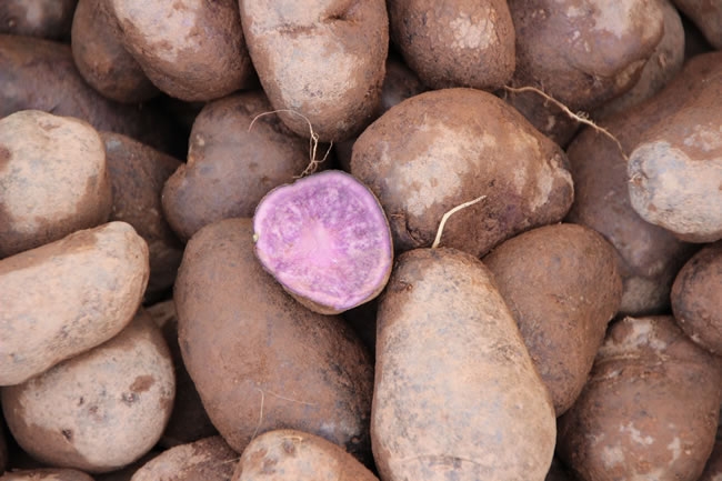 紫色的土豆高清图片