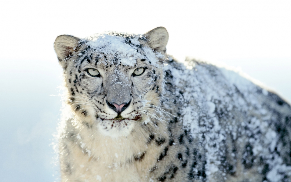 Snow Leopard自带 第二辑
