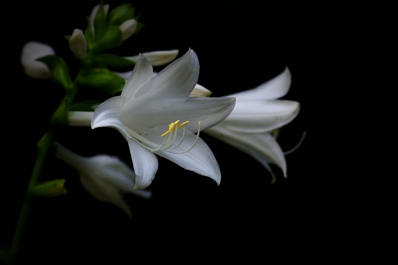 白色玉簪花图片