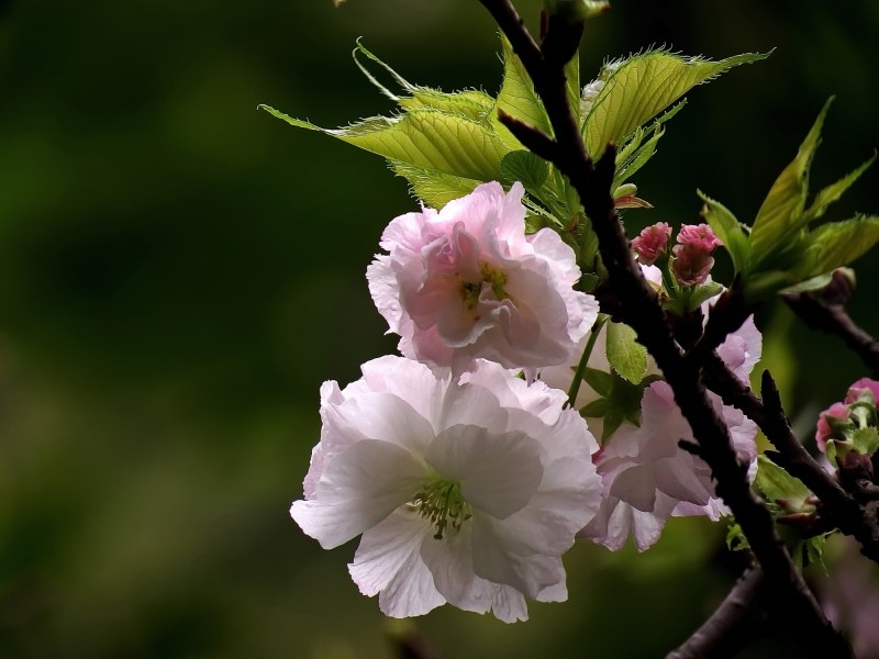 典雅芬芳的樱花图片