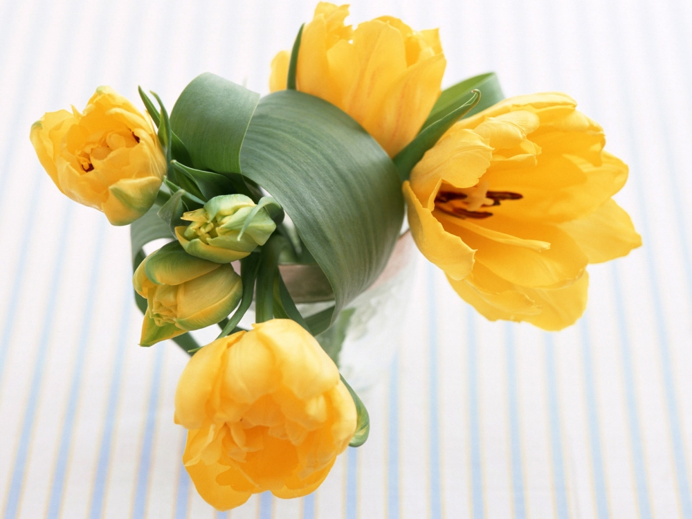 室内花 第一辑