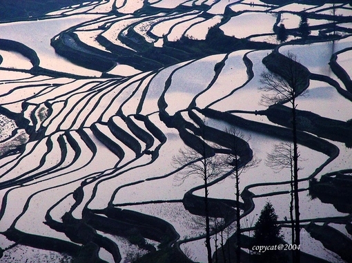 农村的靓丽风景线 梯田图片美景