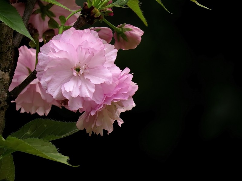 典雅芬芳的樱花图片