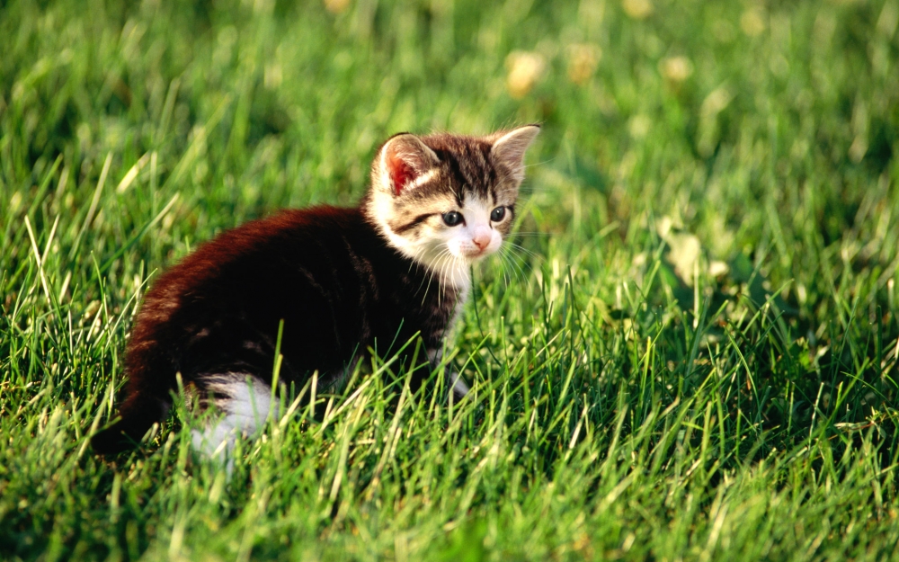 草地上可爱的猫咪宝贝桌面壁纸