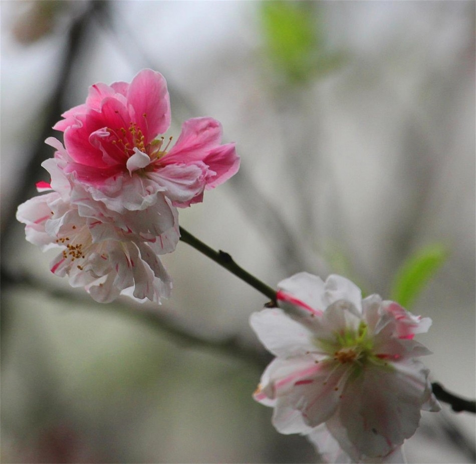 微距摄影漂亮的桃花高清花卉图片