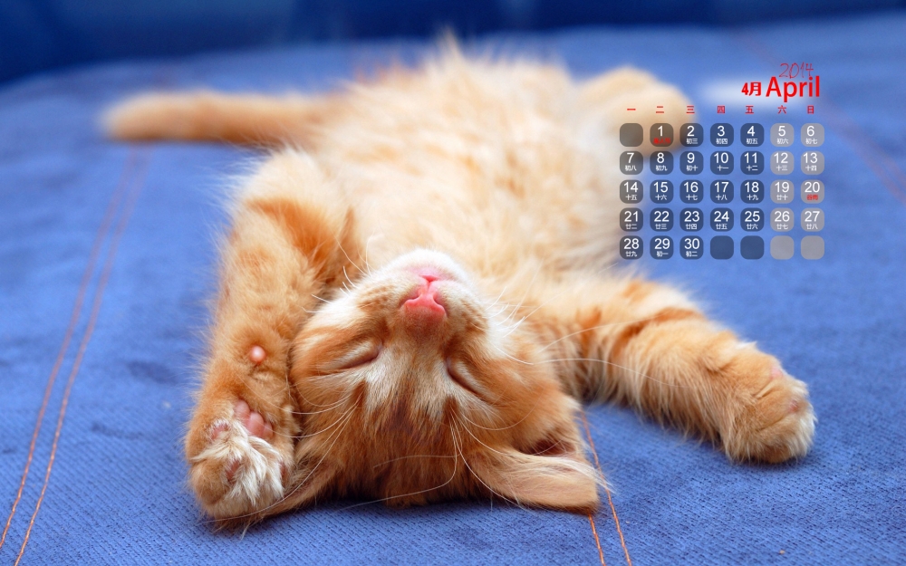 2014年4月日历可爱猫咪高清壁纸