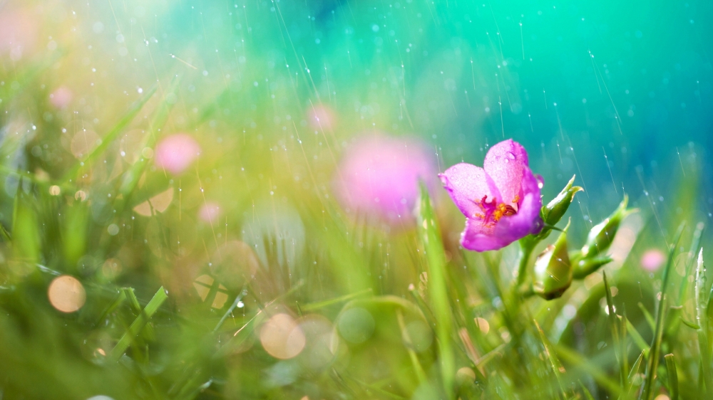 雨中高清壁纸之重生