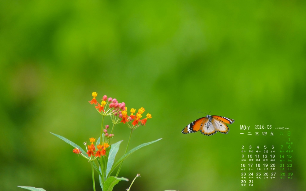 2016年5月日历蝶恋花桌面壁纸