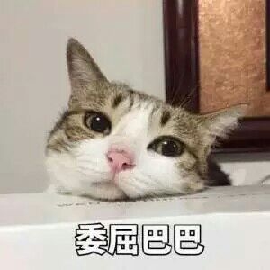 ：天王盖地虎。