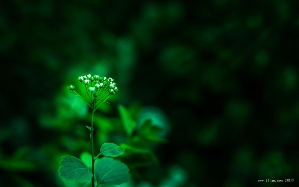 嫩绿护眼植物