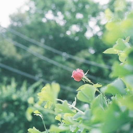 让你无法抗拒的鲜花小清新图片 唯美鲜花图片