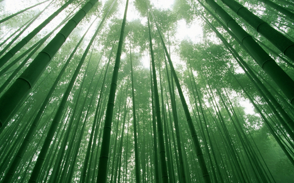 风景竹 竹林图片美丽风景电脑壁纸