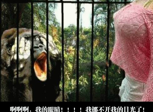 灵长类有一共通点，就是渴望着……渴望什么你们代我回答