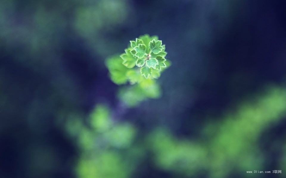 嫩绿护眼植物