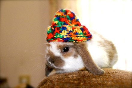 戴着圣诞帽的搞怪兔子过圣诞节美图