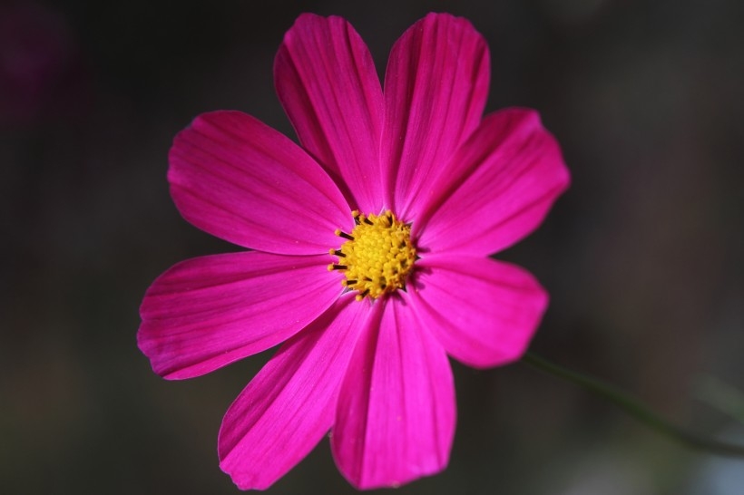 光影格桑花图片
