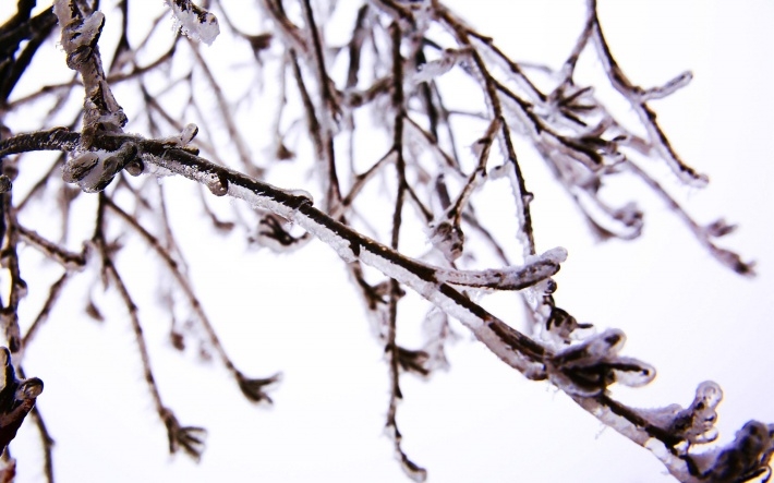 冰雪下嫩芽高清桌面图片