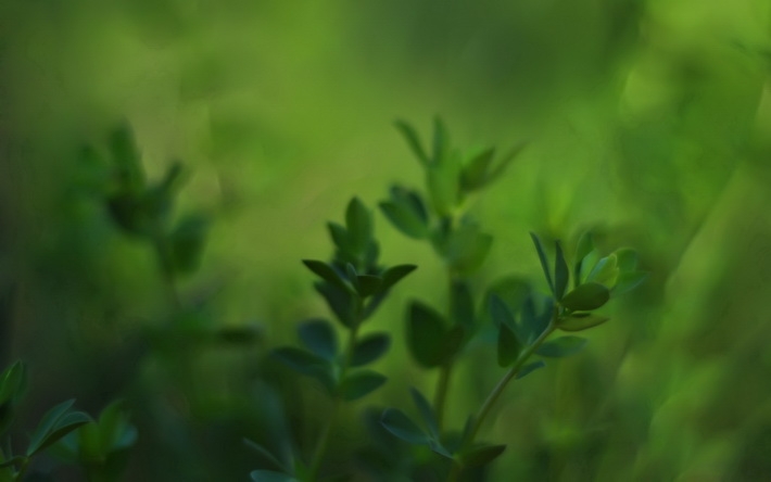 唯美花草植物桌面壁纸 1920X1200【20P】