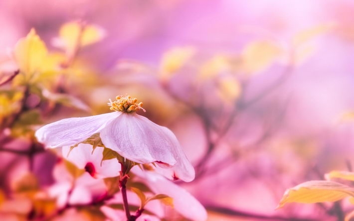 精选花卉图片桌面壁纸下载